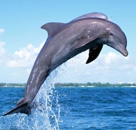 Рятуємо дельфінів!: 2016